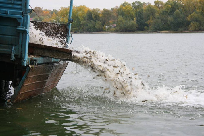 В Малгобеке провели масштабную акцию по зарыблению водоема.