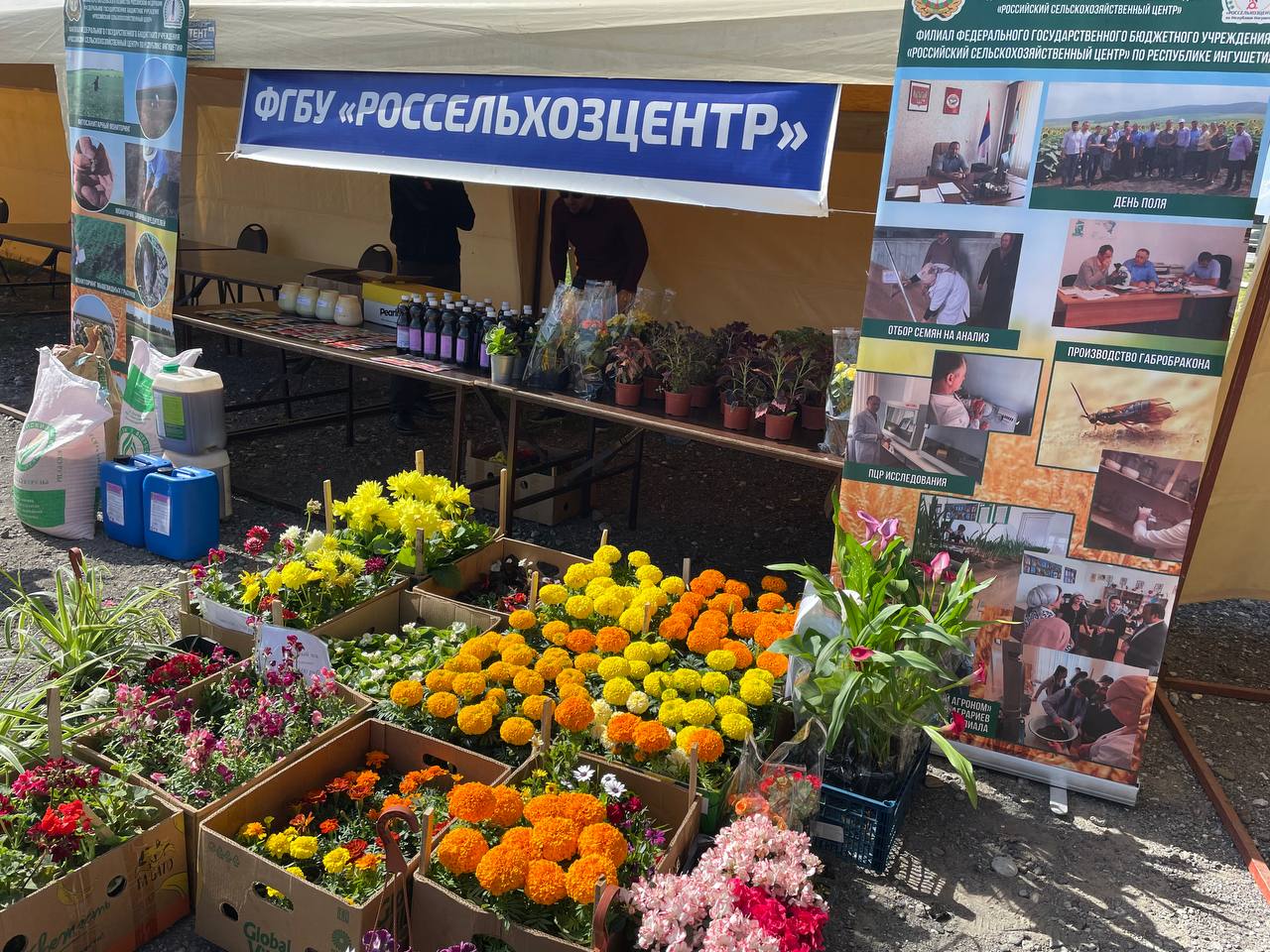 Ярмарка в ингушетии. Ярмарка сельскохозяйственной продукции. Продуктовая ярмарка. Сельхоз ярмарка в Судаке.